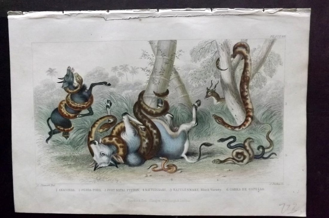 Goldsmith, Oliver 1856 HCol Print. Anaconda, Pedda Poda, Python, Ratle Snake Cobra 68 (1 of 1)