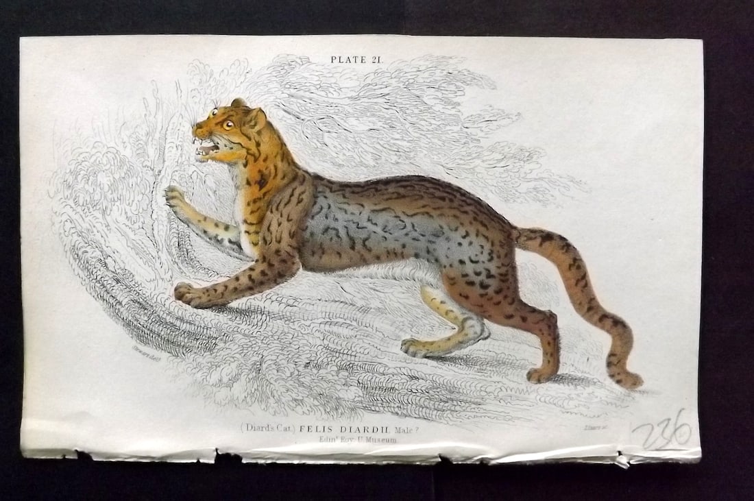 Jardine, William 1834 Hand Col Print. Diard's Cat 21 (1 of 1)