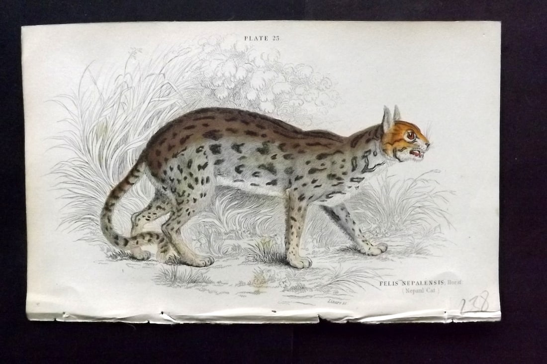 Jardine, William 1834 Hand Col Print. Nepaul Cat 23 (1 of 1)