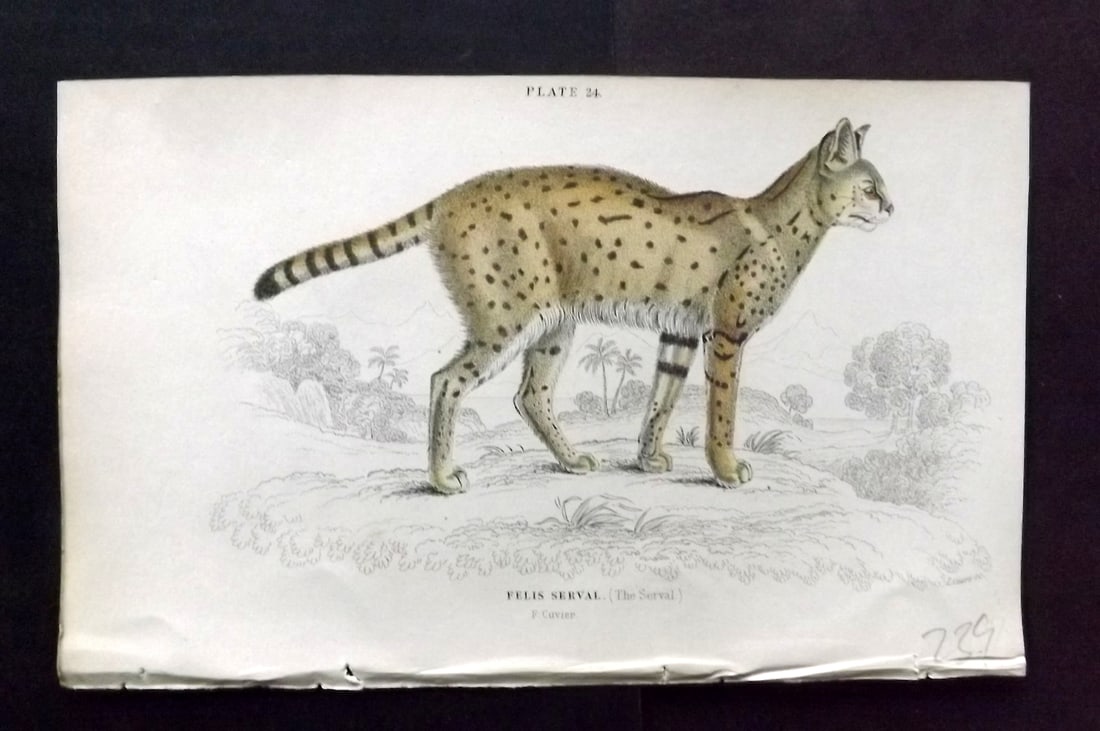Jardine, William 1834 Hand Col Print. Serval Cat 24 (1 of 1)