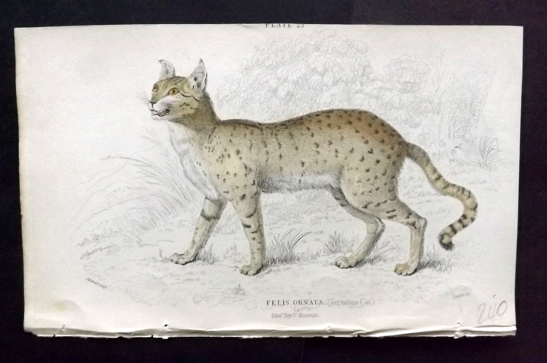 Jardine, William 1834 Hand Col Print. Servalina Cat 25 (1 of 1)