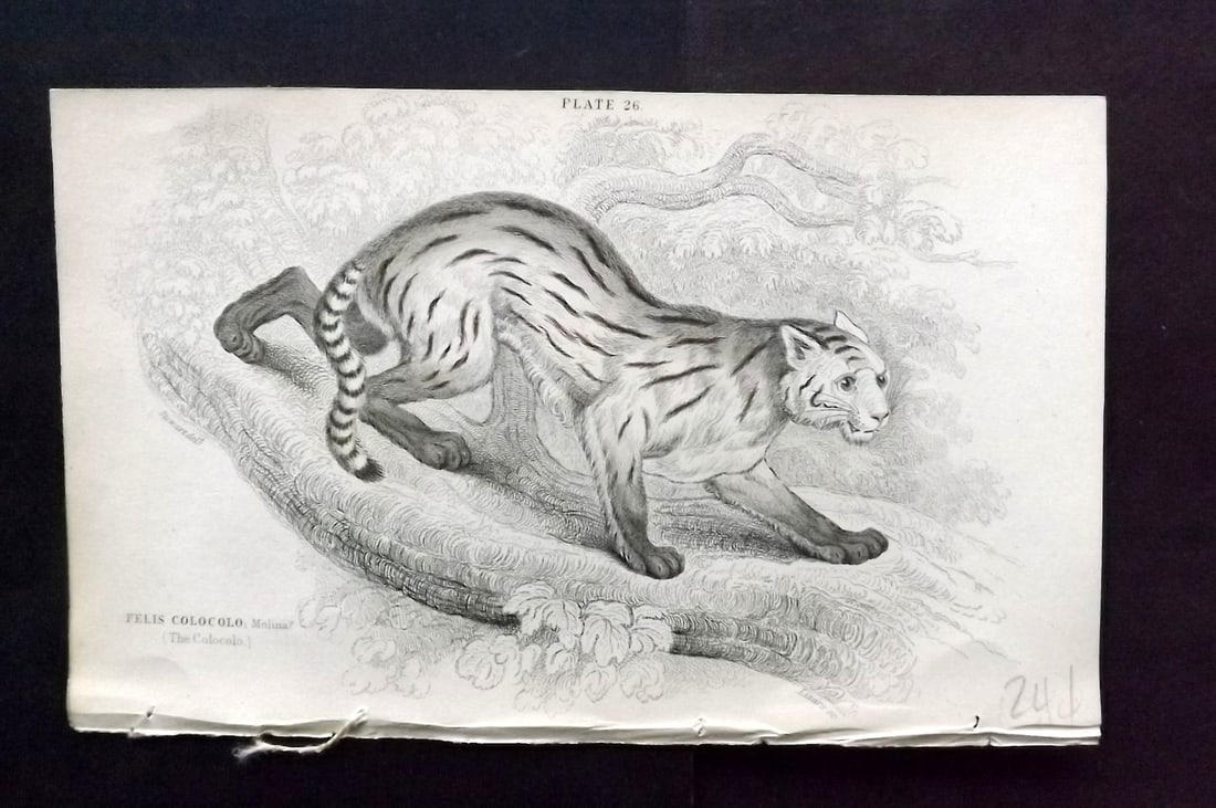 Jardine, William 1834 Hand Col Print. Colocolo 26 (1 of 1)