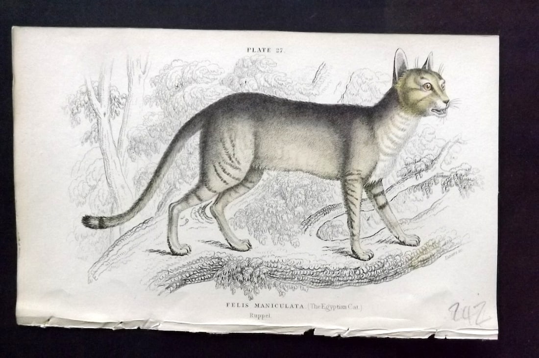 Jardine, William 1834 Hand Col Print. Egyptian Cat 27 (1 of 1)