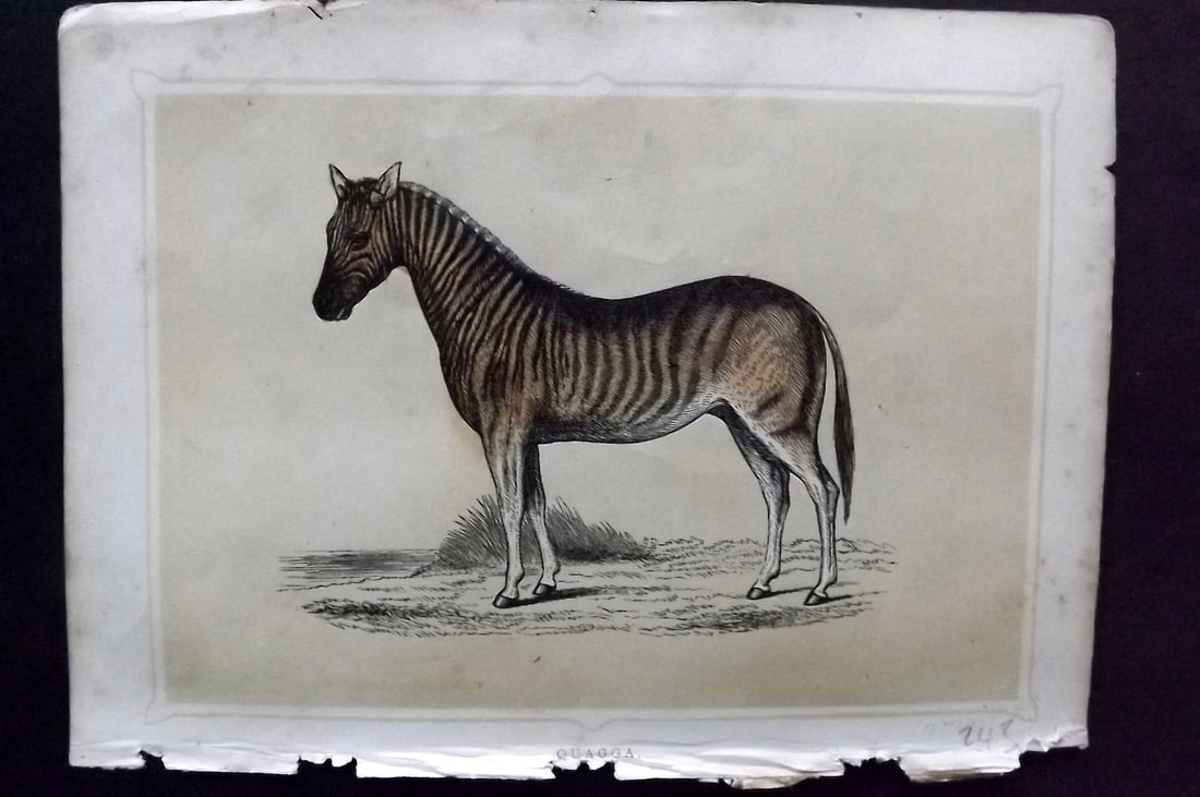 Morris, Francis 1852 Antique Print. Extinct Quagga: Colour Printed Woodblock Published 1852, London for "Book of Natural History" by The Rev. Francis Morris Orpen. Some plates with additional hand colour. Paper Size: 7 x 5 inch (18 x 13cm) Some toning,