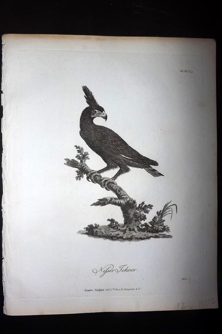 Bruce, James 1813 Antique Bird Print. Nisser Tokoor (1 of 1)
