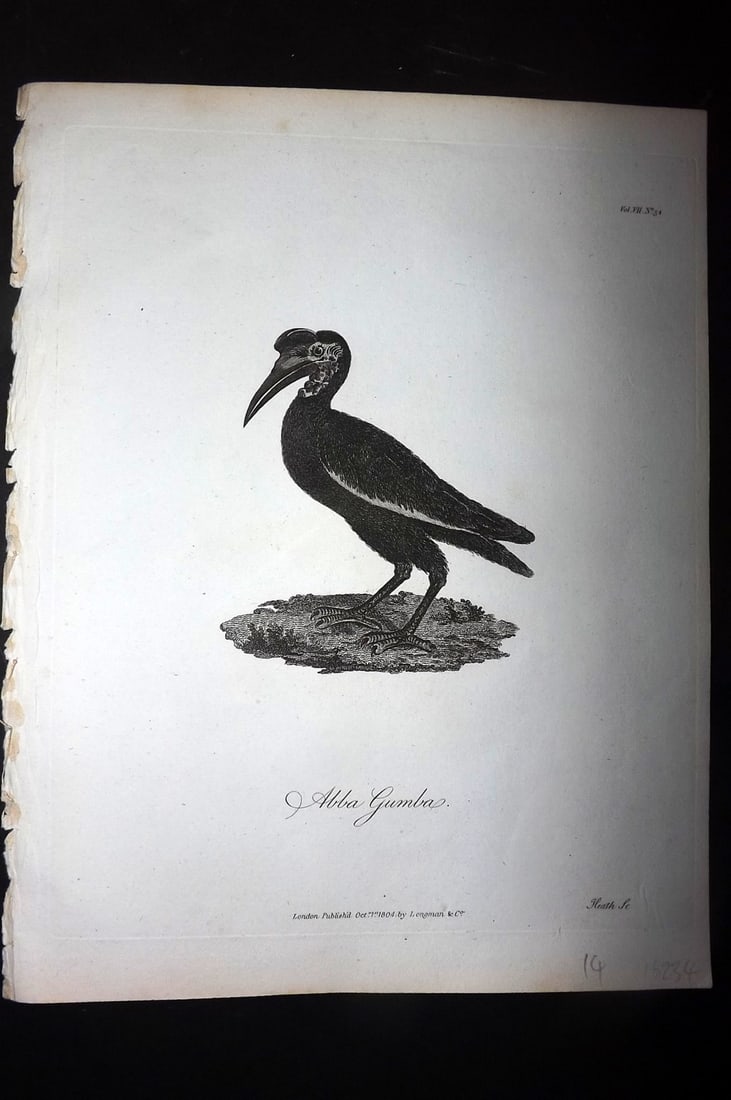 Bruce, James 1813 Antique Bird Print. Abba Gumba (1 of 1)
