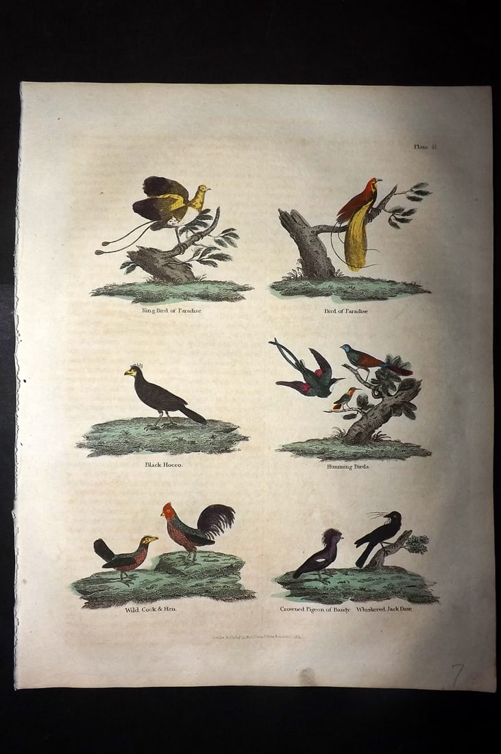 Buffon & Smellie 1828 Hand Col Bird Print. Birds of Paradise, Hummingbirds, Cockerel, Hen, Jackdaw: Hand Colored Copper Plate Published 1828 by Thomas Kelly, London for "A Natural History, General and Particular..." by The Comte de Buffon and William Smellie. Paper Size: 10.5 x 8 inch (27 x 21cm) Go
