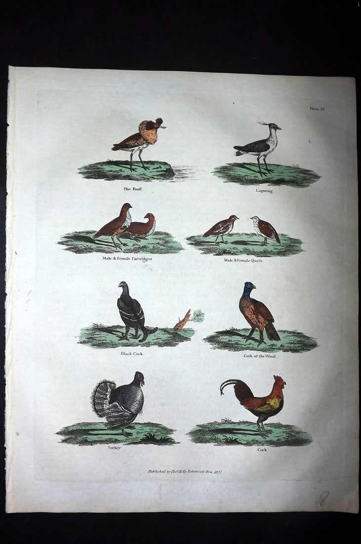 Buffon & Smellie 1828 Hand Col Bird Print. Ruff, Lapwing, Partridges, Quails, Turkey, Cockerel: Hand Colored Copper Plate Published 1828 by Thomas Kelly, London for "A Natural History, General and Particular..." by The Comte de Buffon and William Smellie. Paper Size: 10.5 x 8 inch (27 x 21cm) Go