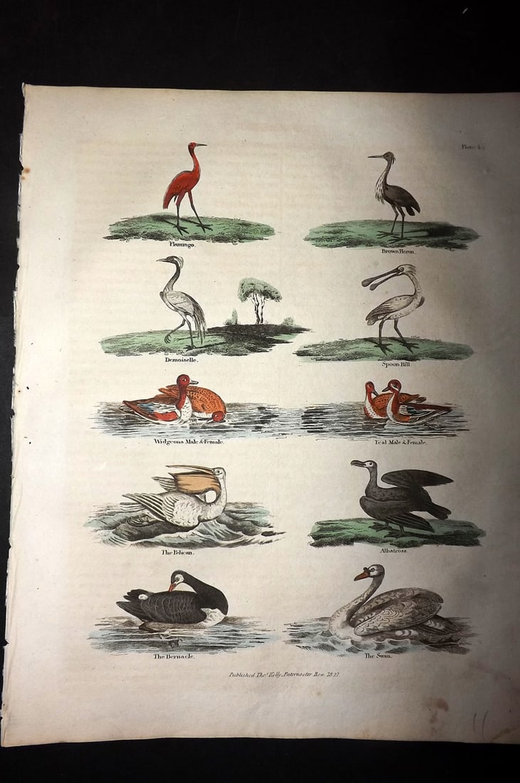 Buffon & Smellie 1828 Hand Col Bird Print. Flamingo, Brown Heron, Spoonbill, Pelican, Swan,: Hand Colored Copper Plate Published 1828 by Thomas Kelly, London for "A Natural History, General and Particular..." by The Comte de Buffon and William Smellie. Paper Size: 10.5 x 8 inch (27 x 21cm) Go
