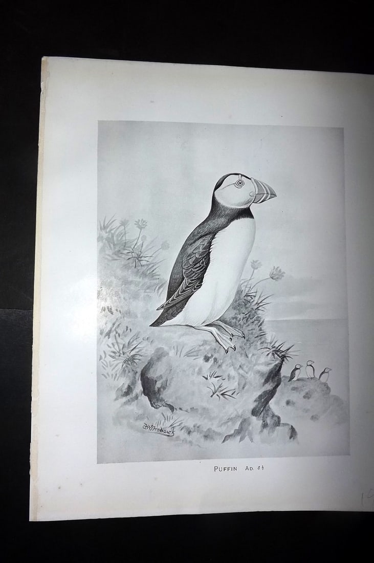 Frohawk, Frederick 1898 Antique Bird Print. Puffin: Offset Lithograph Published 1896-98, London for "British Birds with their Nests and Eggs" by Arthur G. Butler. Illustrated by Frederick William Frohawk. Paper Size: 12 x 9.5 inch (30 x 24cm) Good Cond