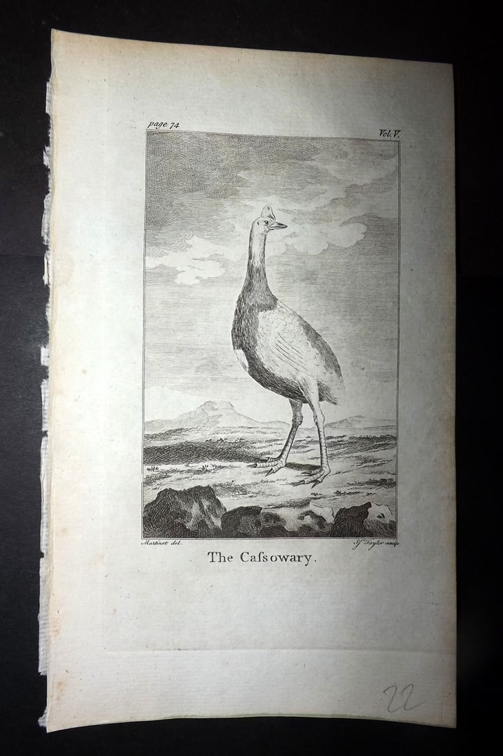 Goldsmith, Oliver 1779 Antique Bird Print. Cassowary: Copper Plate Published 1779, London for "An History of the Earth and Animated Nature" by Oliver Goldsmith. Paper Size: 7 x 4.25 inch (18 x 11cm) Good Condition