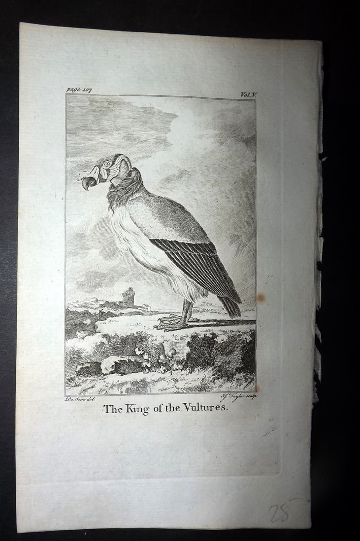 Goldsmith, Oliver 1779 Antique Bird Print. King of the Vultures (1 of 1)