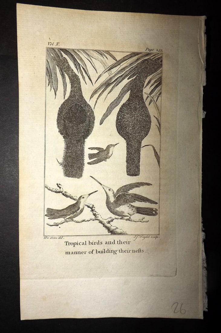 Goldsmith, Oliver 1779 Antique Bird Print. Hummingbirds & Nests: Copper Plate Published 1779, London for "An History of the Earth and Animated Nature" by Oliver Goldsmith. Paper Size: 7 x 4.25 inch (18 x 11cm) Good Condition
