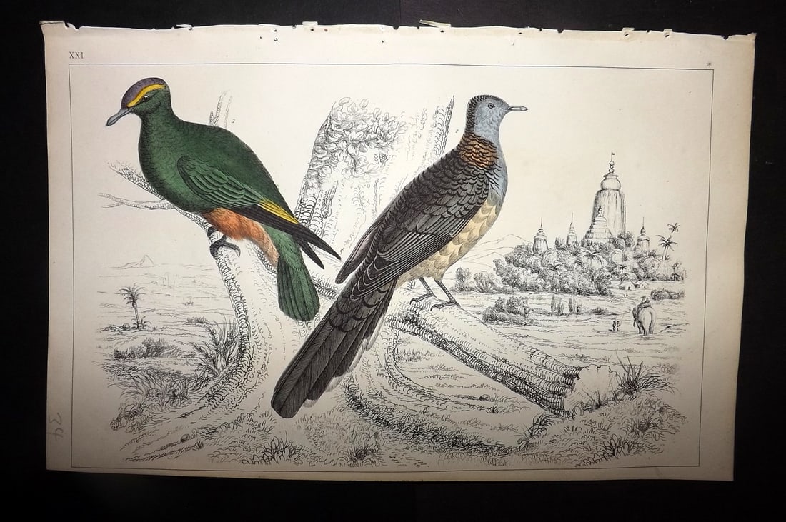 Goldsmith, Oliver 1852 Hand Col Bird Print. Purple Crowned & Red Collared Pigeon 21: Hand Colored Etching/Engraving Published 1852 by A. Fullarton & Co., London for "A History of the Earth and Animated Nature" by Oliver Goldsmith. Paper Size: 10 x 6 inch (25 x 16cm) Good Condition