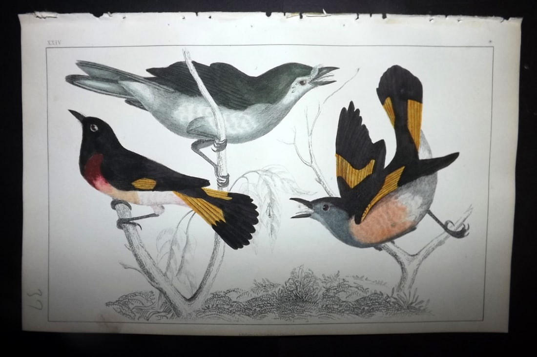 Goldsmith, Oliver 1852 Hand Col Bird Print. Gnat Catchers 24 (1 of 1)