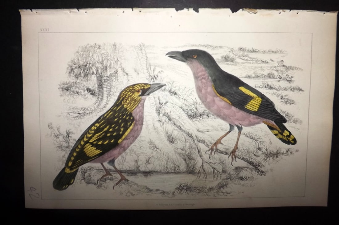 Goldsmith, Oliver 1852 Hand Col Bird Print. Horsfield's Eurylaime 31: Hand Colored Etching/Engraving Published 1852 by A. Fullarton & Co., London for "A History of the Earth and Animated Nature" by Oliver Goldsmith. Paper Size: 10 x 6 inch (25 x 16cm) Good Condition