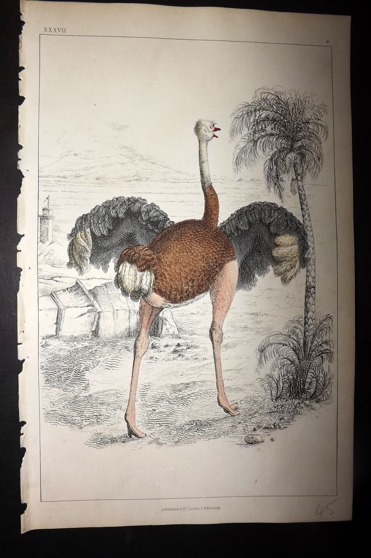 Goldsmith, Oliver 1852 Hand Col Bird Print. Ostich 37: Hand Colored Etching/Engraving Published 1852 by A. Fullarton & Co., London for "A History of the Earth and Animated Nature" by Oliver Goldsmith. Paper Size: 10 x 6 inch (25 x 16cm) Good Condition