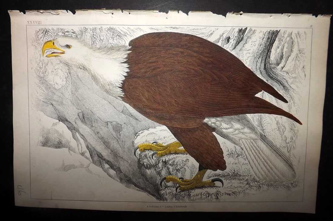 Goldsmith, Oliver 1852 Hand Col Bird Print. White Headed Eagle 38 (1 of 1)