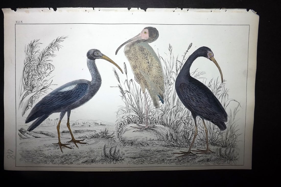 Goldsmith, Oliver 1852 Hand Col Bird Print. Papillated, White, Metallic Ibis 49 (1 of 1)