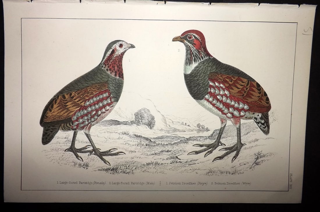 Goldsmith, Oliver C1855 Hand Col Bird Print. Large Footed Partridge 19 (1 of 1)