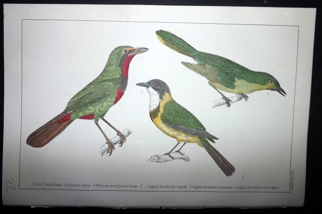 Goldsmith, Oliver C1855 Hand Col Bird Print. Thrush Shrikes 28 (1 of 1)