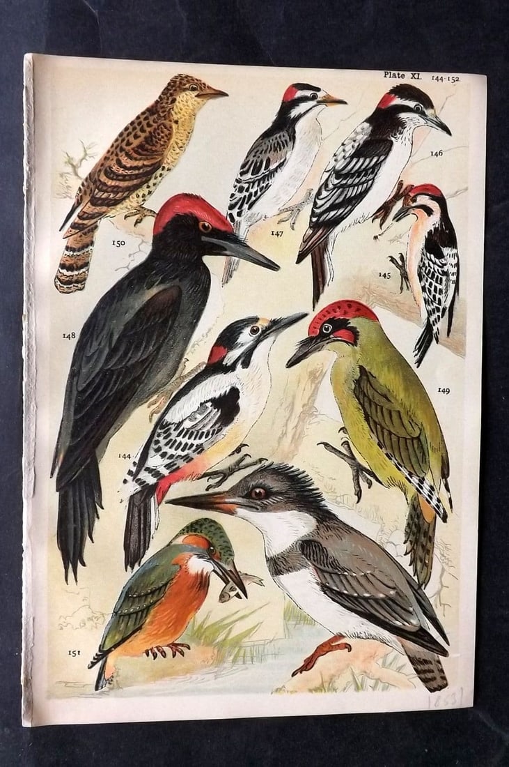Gordon C1900 Bird Print. Woodpeckers 11 (1 of 1)