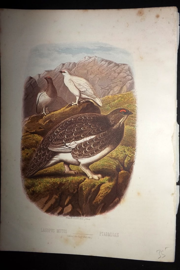 Jones, Thomas Rymer 1869 Antique Bird Print. Ptarmigan: Colour Printed Woodblock Published 1869 by Cassell, Petter, and Galpin, London for "Cassell's Book of Birds" by Thomas Rymer Jones. Paper Size: 10 x 7.5 inch (25 x 19cm) Some margin toning, image in G
