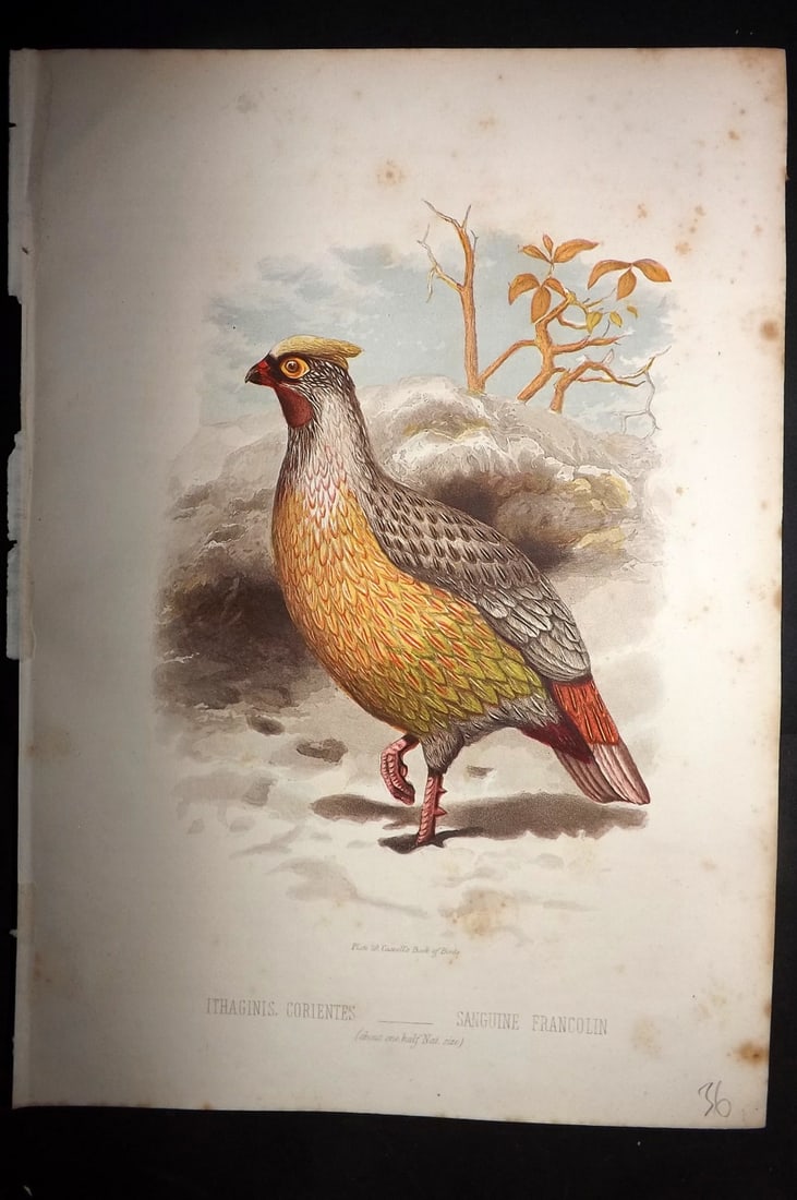 Jones, Thomas Rymer 1869 Antique Bird Print. Sanguine Francolin (1 of 1)