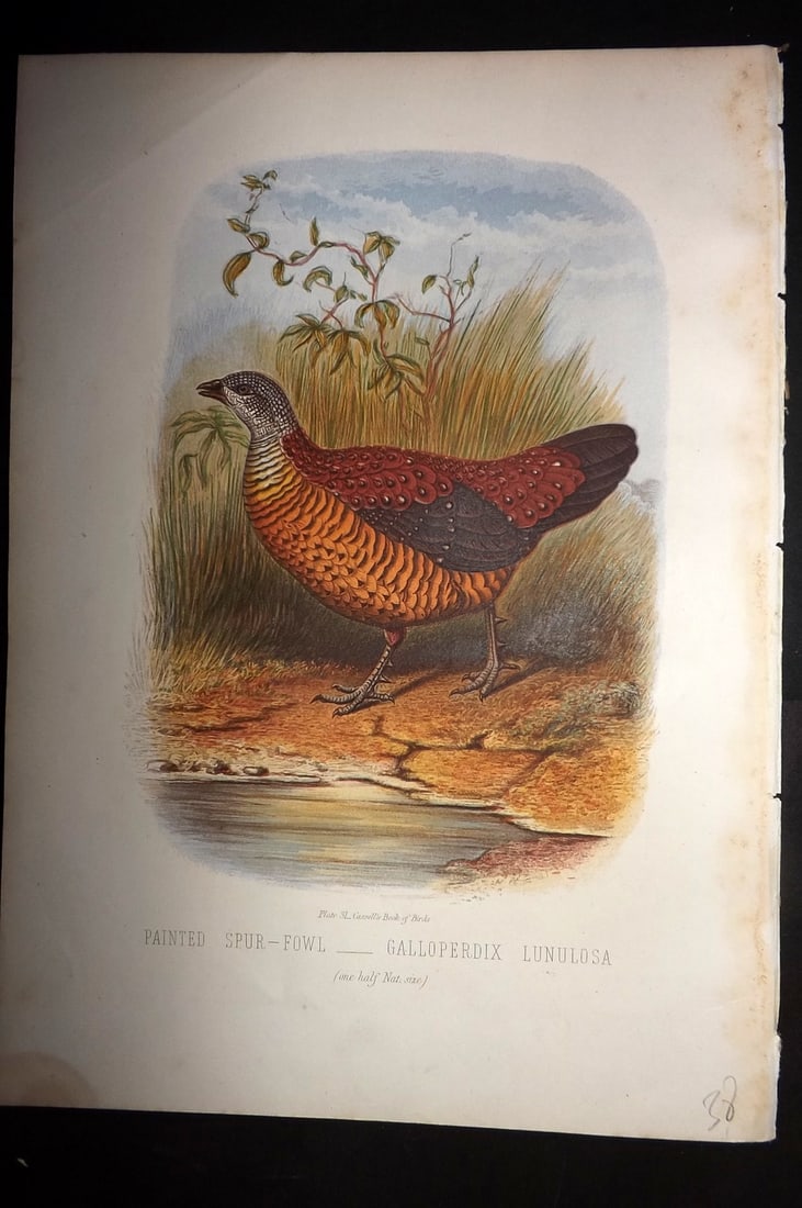 Jones, Thomas Rymer 1869 Antique Bird Print. Painted Spur Fowl (1 of 1)
