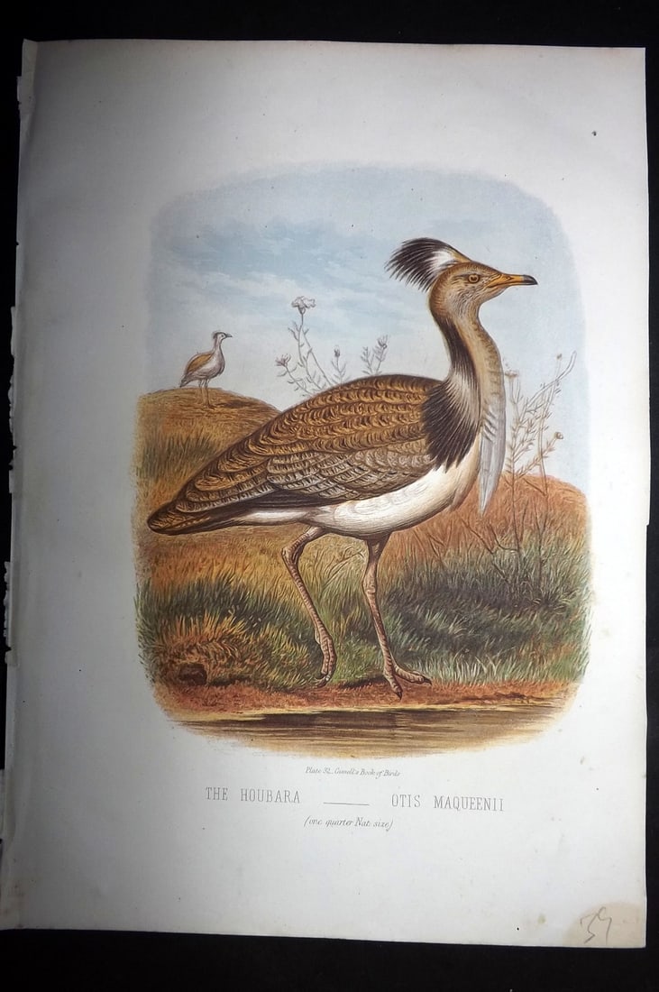 Jones, Thomas Rymer 1869 Antique Bird Print. Houbara (1 of 1)