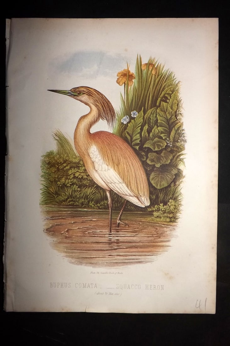 Jones, Thomas Rymer 1869 Antique Bird Print. Squacco Heron (1 of 1)