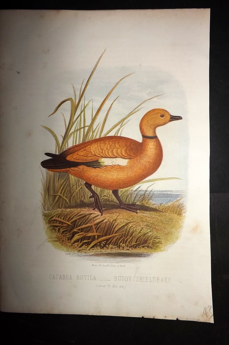 Jones, Thomas Rymer 1869 Antique Bird Print. Ruddy Sheldrake: Colour Printed Woodblock Published 1869 by Cassell, Petter, and Galpin, London for "Cassell's Book of Birds" by Thomas Rymer Jones. Paper Size: 10 x 7.5 inch (25 x 19cm) Minor margin toning. Good Cond