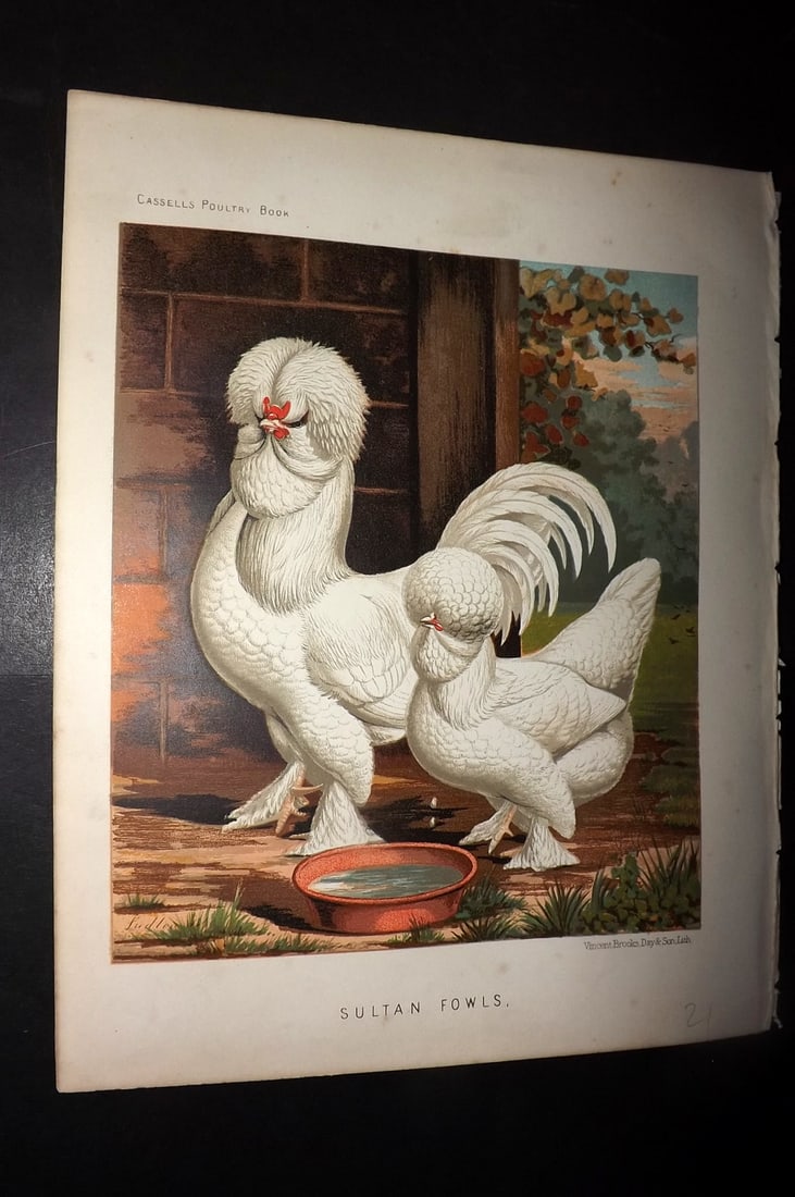 Ludlow & Wright 1885 Poultry Print. Sultan Fowls: Chromolithograph Published 1885 by Cassell & Co., London for "The Illustrated Book of Poultry" by Lewish Wright. Illustrated by J. W. Ludlow. Paper Size: 10.5 x 8 inch (27 x 20cm) Good Condition