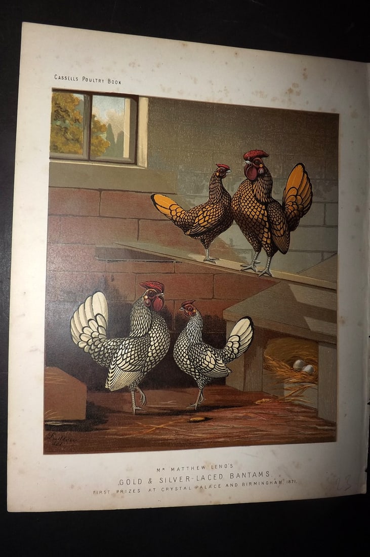 Ludlow & Wright 1885 Poultry Print. Gold & Silver Laced Bantams: Chromolithograph Published 1885 by Cassell & Co., London for "The Illustrated Book of Poultry" by Lewish Wright. Illustrated by J. W. Ludlow. Paper Size: 10.5 x 8 inch (27 x 20cm) Very minor margin to