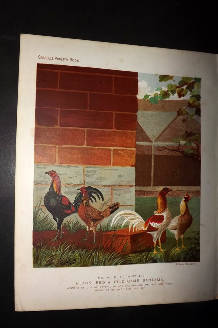 Ludlow & Wright 1885 Poultry Print. Black, Red & Pile Game Bantams: Chromolithograph Published 1885 by Cassell & Co., London for "The Illustrated Book of Poultry" by Lewish Wright. Illustrated by J. W. Ludlow. Paper Size: 10.5 x 8 inch (27 x 20cm) Good Condition