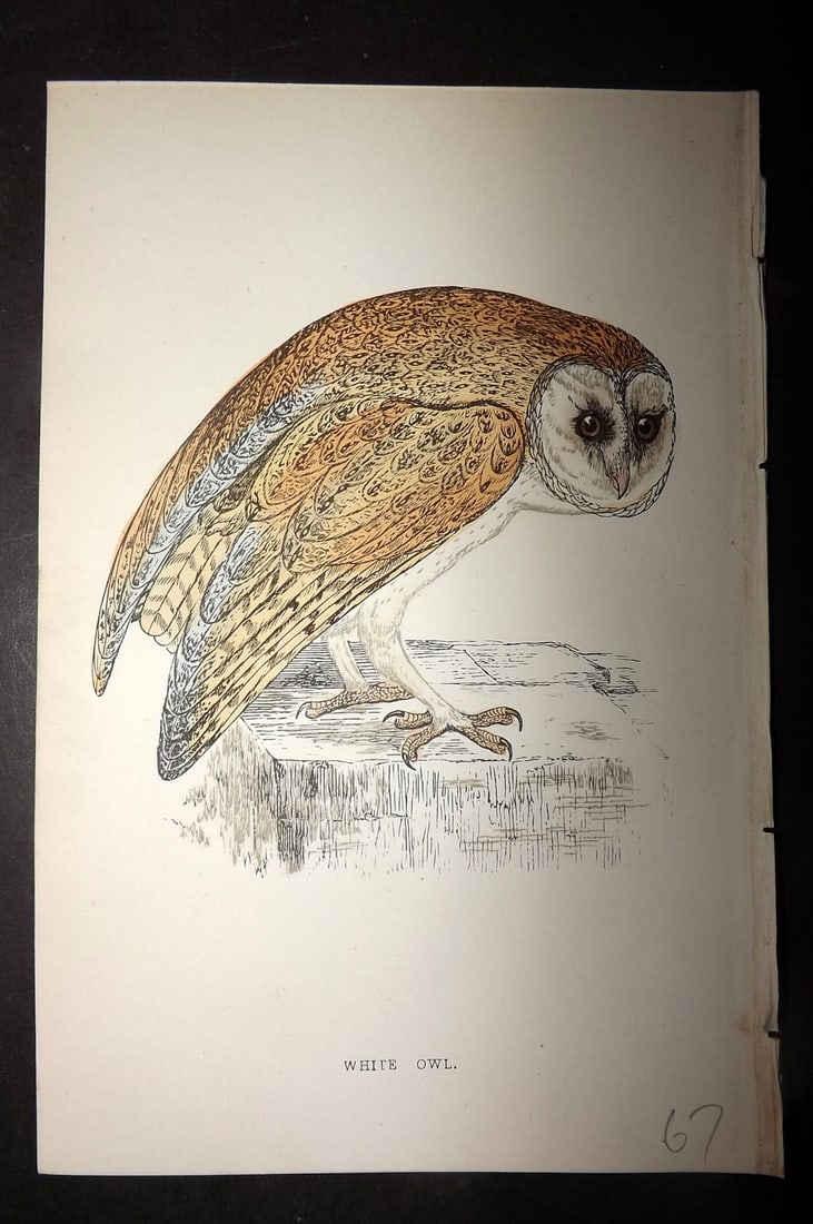 Morris, Francis 1867 Hand Col Bird Print. White Owl: Woodblocks Published 1863-7, London for "A History of British Birds" by the Rev. Francis Orpen Morris. Printed in colours and finished by hand. Paper Size: 7.5 x 5 inch (19 x 12cm) Good Condition
