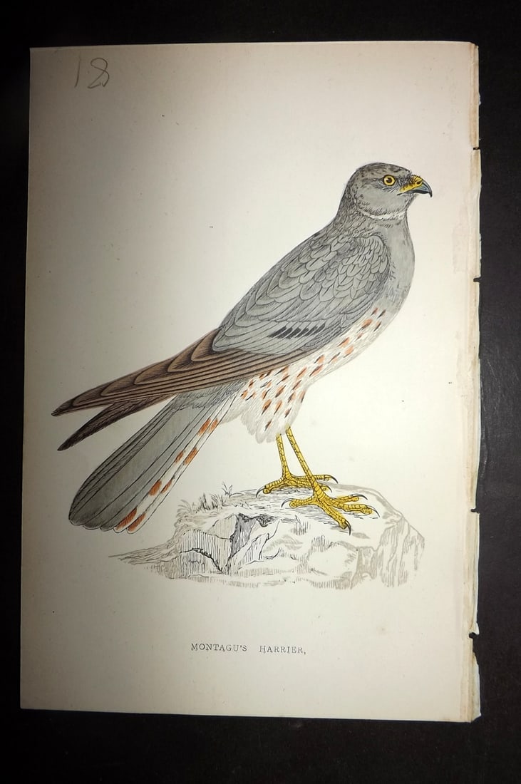 Morris, Francis 1867 Hand Col Bird Print. Montagu's Harrier: Woodblocks Published 1863-7, London for "A History of British Birds" by the Rev. Francis Orpen Morris. Printed in colours and finished by hand. Paper Size: 7.5 x 5 inch (19 x 12cm) Good Condition