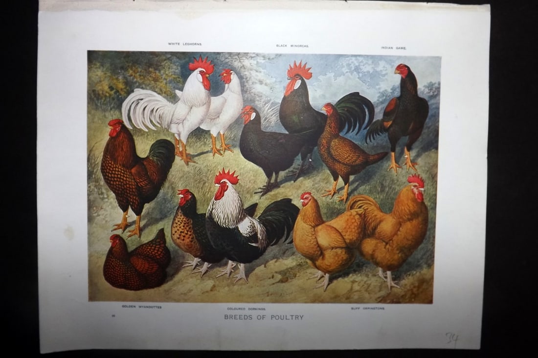 Prince-Sheldon, J. 1902 Bird Print. Breeds of Poultry: Offset Lithographs Published 1902, Cassell and Co., London for "Live Stock in Health and Disease" by Professor J. Prince-Sheldon. Paper Size: 10.5 x 8 inch (27 x 21cm) Good Condition