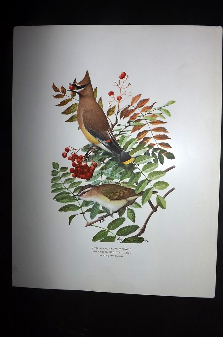 Ridgway & Fuertes 1902 Folio Bird Print. Cedar Waxwing & Red Eyed Vireo (1 of 1)