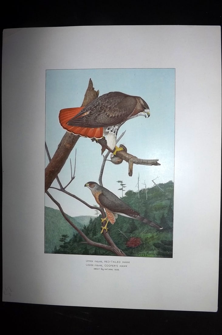 Ridgway & Fuertes 1902 Folio Bird Print. Red Tailed & Cooper's Hawk (1 of 1)