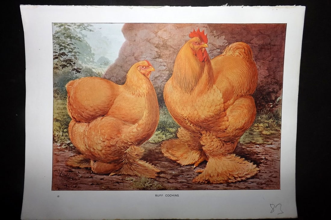 Wright & Ludlow C1910 Antique Poultry Print. Buff Cochins (1 of 1)
