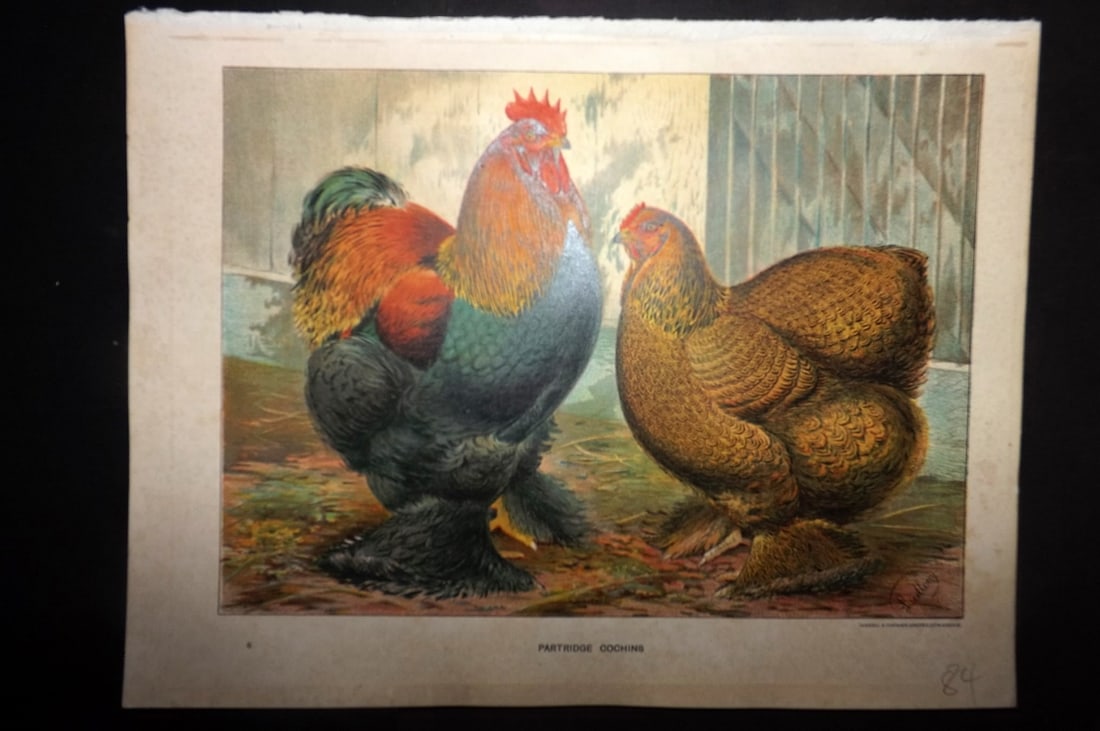Wright & Ludlow C1910 Antique Poultry Print. Partridge Cochins (1 of 1)