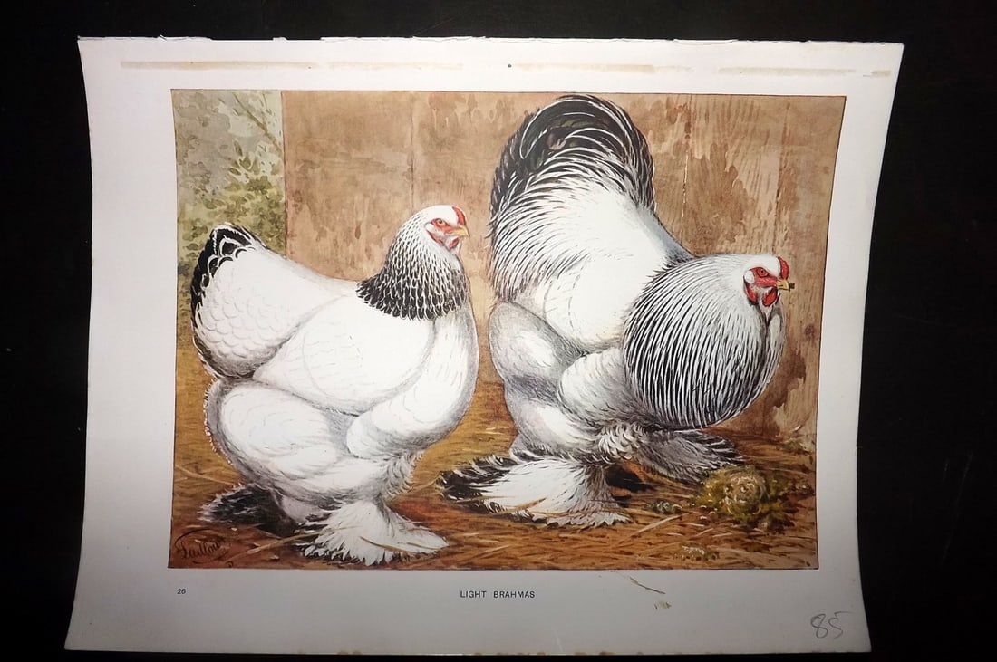Wright & Ludlow C1910 Antique Poultry Print. Light Brahmas (1 of 1)