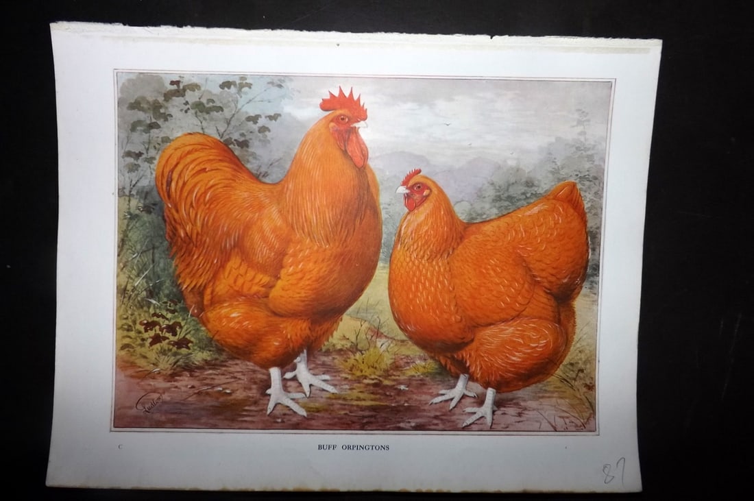 Wright & Ludlow C1910 Antique Poultry Print. Buff Orpingtons (1 of 1)