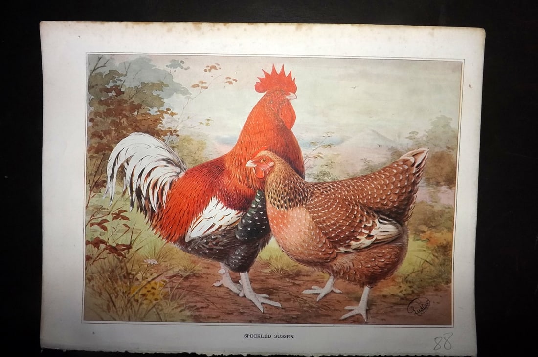 Wright & Ludlow C1910 Antique Poultry Print. Speckled Susssex (1 of 1)