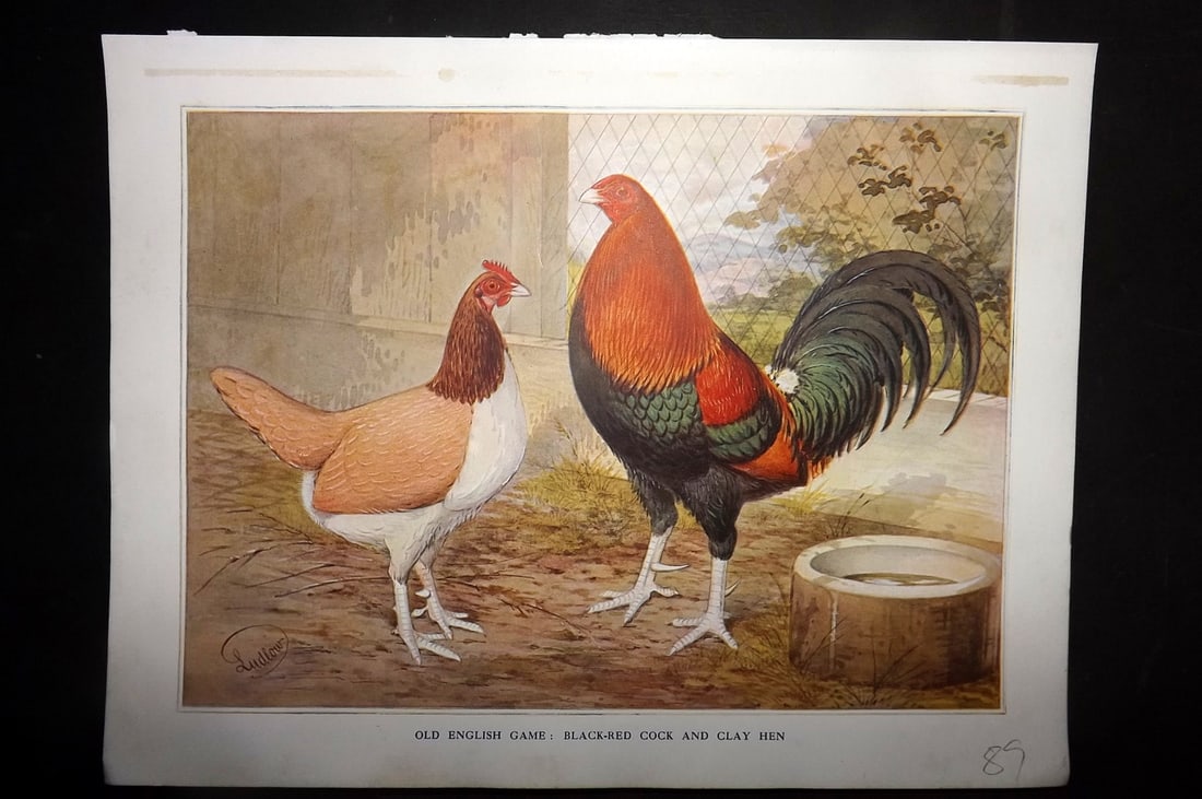 Wright & Ludlow C1910 Antique Poultry Print. Old English Game: Black-Red Cock & Clay Hen (1 of 1)