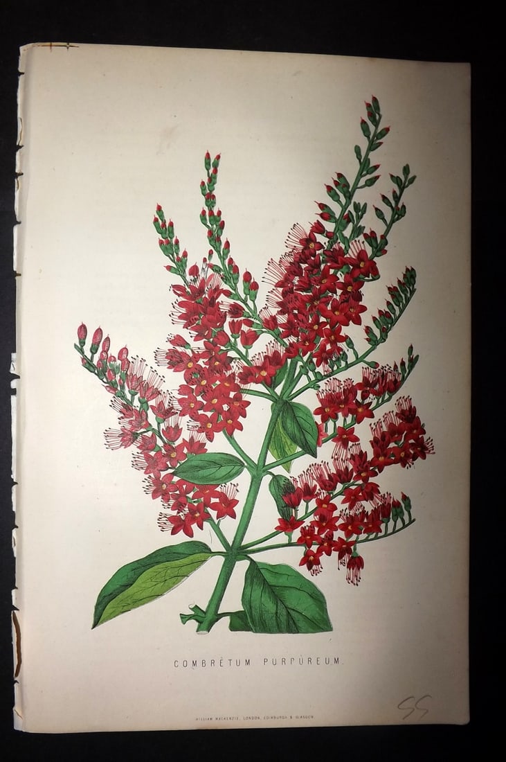 Anderson, James 1874 Botanical Print. Combretum Purpurem: Woodblock Published 1874, London for "The New Practical Gardener, and Modern Horticulturist" by James Anderson. Printed in colours and finished by hand. Paper Size: 9.5 x 6.5 inch (24 x 16.5cm) Good C