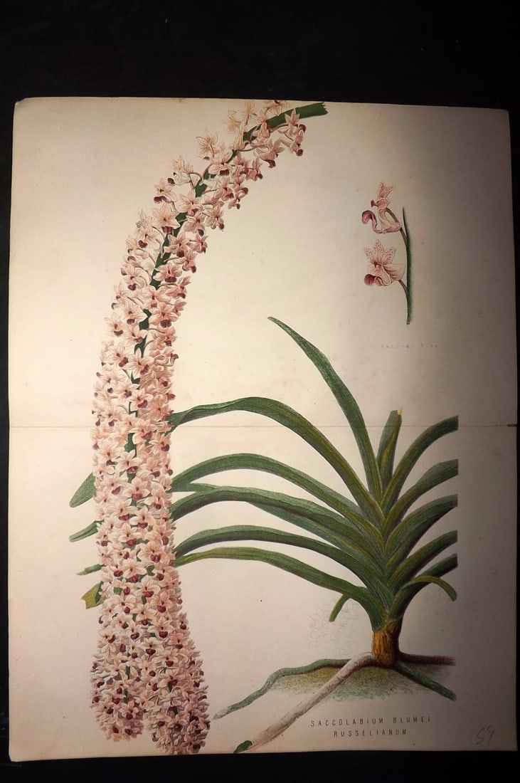 Anderson, James 1874 Double Botanical Print. Saccolabium Blumei Russelianum: Woodblock Published 1874, London for "The New Practical Gardener, and Modern Horticulturist" by James Anderson. Printed in colours and finished by hand. Centre fold as issued. Paper Size: 12 x 9.5 inc