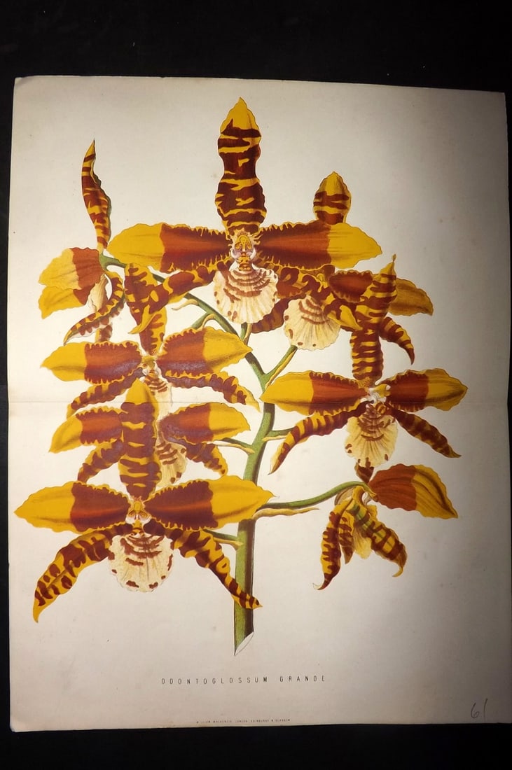 Anderson, James 1874 Double Botanical Print. Odontoglossum Grande: Woodblock Published 1874, London for "The New Practical Gardener, and Modern Horticulturist" by James Anderson. Printed in colours and finished by hand. Centre fold as issued. Paper Size: 12 x 9.5 inc