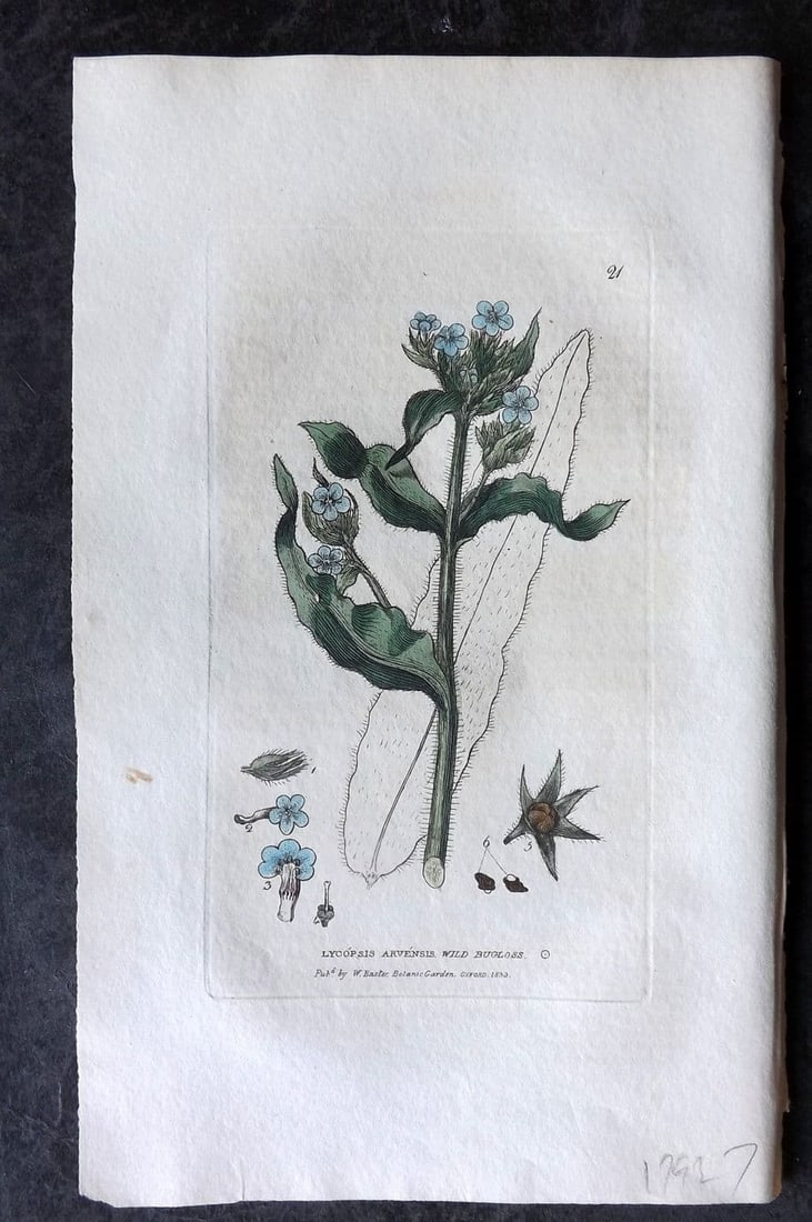 Baxter, William 1834 Hand Col Botanical Print. Wild Burgloss 21: Antique Etching Published 1834-43, Oxford for "British Phaenogamous Botany; or, Figures and Descriptions of British Flowering Plants" by William Baxter. Fine hand colour as issued. Paper Size: 9 x 5.5
